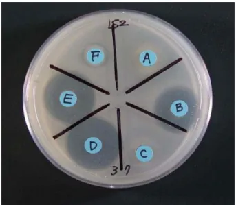 Table 6.  The change of antibiotic activity of 028-1 culture broth against  Staphylococcus  sp