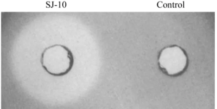 Fig. 3.  Phylogenetic location of the strain SJ-10 based on 16S rRNA gene sequences. The tree was constructed by neighbor-joining method.