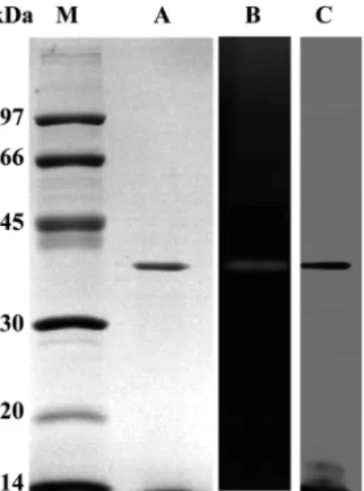 Table 1.  Purification steps of protease produced by  Bacillus  sp. SJ-10