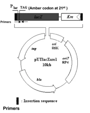Fig. 1 . Diagram of a transposable reporter plasmid pUTlacZam1. An amber stop codon was inserted at the 21 st  amino acid position