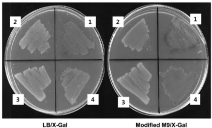 Table 2.  Comparison of  β -galactosidase activity derived by different amber suppression conditions