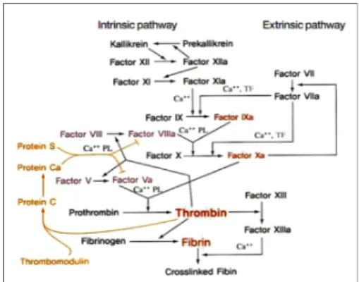 FIG. 1. Blood coagulation pathways. The intrinsic process represents  the formation of thrombus, while the external the coagulation