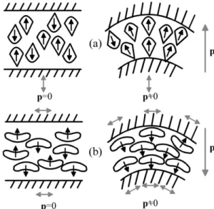 FIG. 5. (a) Splay flexoelectric effect induced by the splay  deformation of the wedge-shaped molecules with a longitudinal dipole  and (b) bend flexoelectric effect induced by the bend deformation  of the banana-shaped molecules with a transverse dipole.
