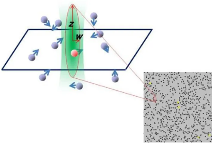 FIG. 1. The diffusion of fluorescence particles in a very tiny region.FCS  시스템은 공초점 현미경의 광학 시스템과 구조적으로 동일하기 때문에 미소 영역은 공초점 부피와 유사하게 간주된다