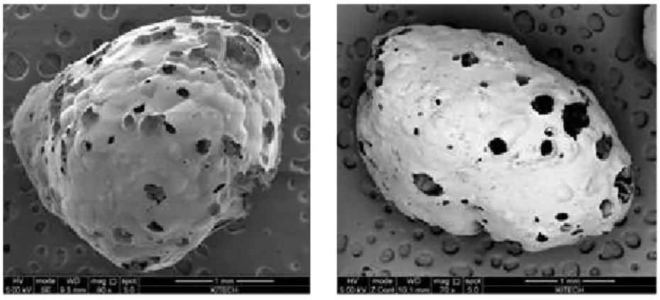 Fig. 1 Balloon Pearlite SEM picture