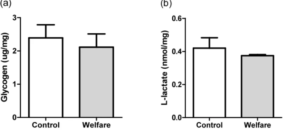 Fig. 4 는 근육 내 glycogen과 L-lactate  함량 분석 결과이다. Glycogen과 L-lactate  모두 처리 구간 유의차가 없었다