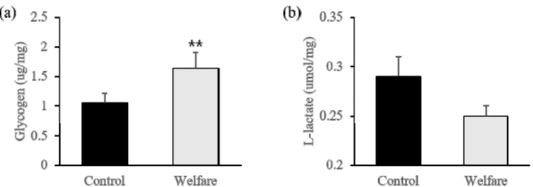Fig. 1. Glycogen (a), and L-lactate (b) levels in the muscle tissue. Values are presented  as the mean±SE