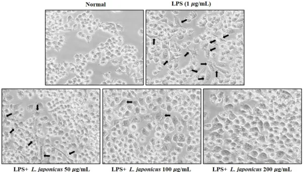 Fig. 5. Morphological transformation of RAW 264.7 cell treated with LPS (1 µg/mL) and L