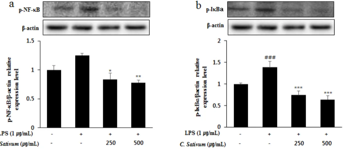 Fig. 5. Effects of C. sativum on the expression level of iNOS (a) and COX-2 (b) in  LPS-induced RAW 264.7 cells