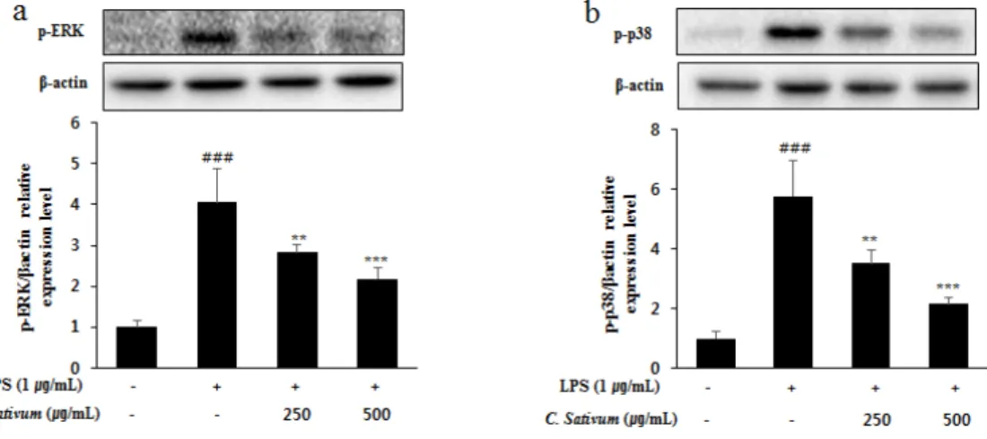 Fig. 7. Effects of  C. sativum on the phosphorylation level of ERK (a) and p38 (b) in  LPS-induced RAW 264.7 cells