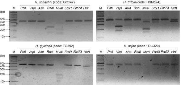 Fig. 2. Restriction fragment length polymorphism of four cyst nematodes population (GC147,  HSM524, TG392 and DG320) by 8 endonuclease