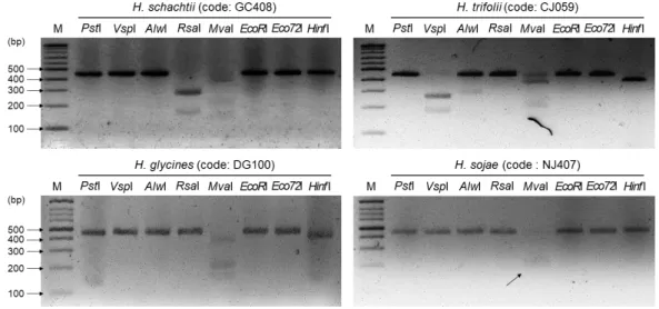 Fig. 3. Restriction fragment length polymorphism of four cyst nematodes population (GC408,  CJ059, DG100 and NJ407) by 8 endonuclease