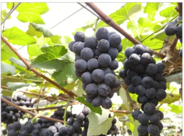 Fig. 2. Symptom of berry blight on ‘Campbell Early’ grapes.