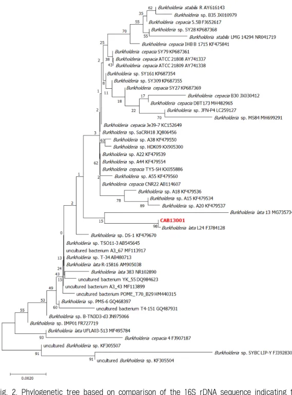 Fig. 2. Phylogenetic tree based on comparison of the 16S rDNA sequence indicating the  position Burkholderia lata CAB13001