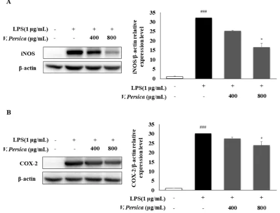 Fig. 5. Inhibitory effect of  V. persica ethanol extracts on iNOS (A) and COX-2 (B) proteins  expression in LPS induced RAW 264.7 cells