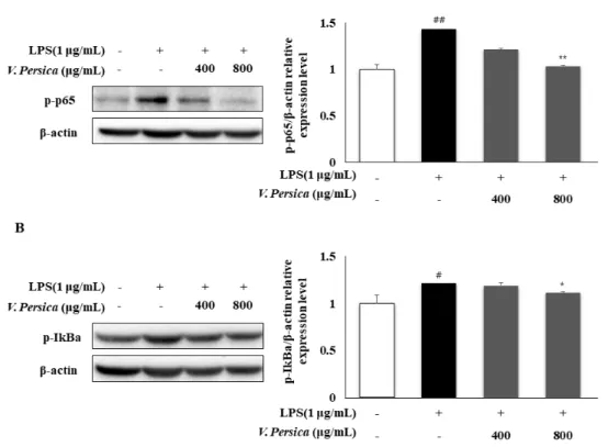 Fig. 6. Inhibitory effect of  V. persica ethanol extracts on p-p65 (A) and p-IkB-α  (B)  proteins expression in LPS induced RAW 264.7 cells