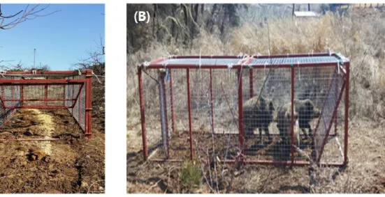 Fig. 1. Installation of cage traps with top-hinged gate (A) and final capture of 3 wild  boars (B).