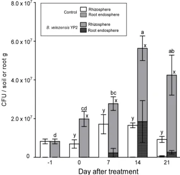 Fig. 4. Root-colonization ability of Bacillus velezensis YP2 on kale plant.
