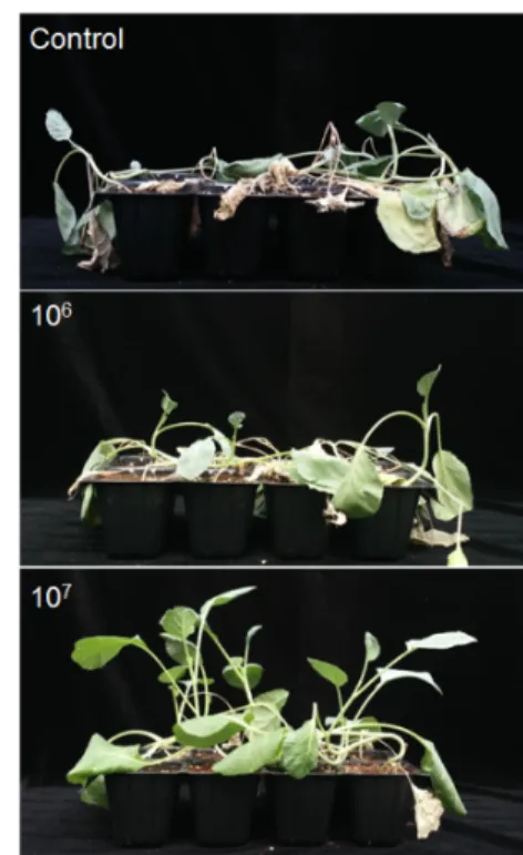 Fig. 2. Soil drying tolerance effect of B. velezensis YP2 for two weeks on kale plant.