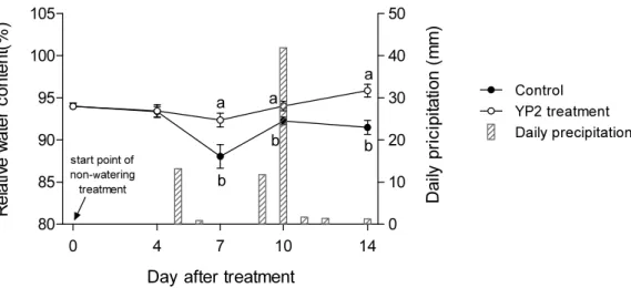 Fig. 3. Relative water content of kale leaves treated with B. velezensis YP2 under drying  stress.