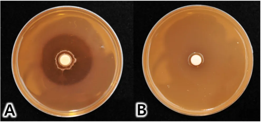 Fig. 1. Suppression activity of  Bacillus toyonensis CAB12243-2 against soft rot bacteria on PYA.
