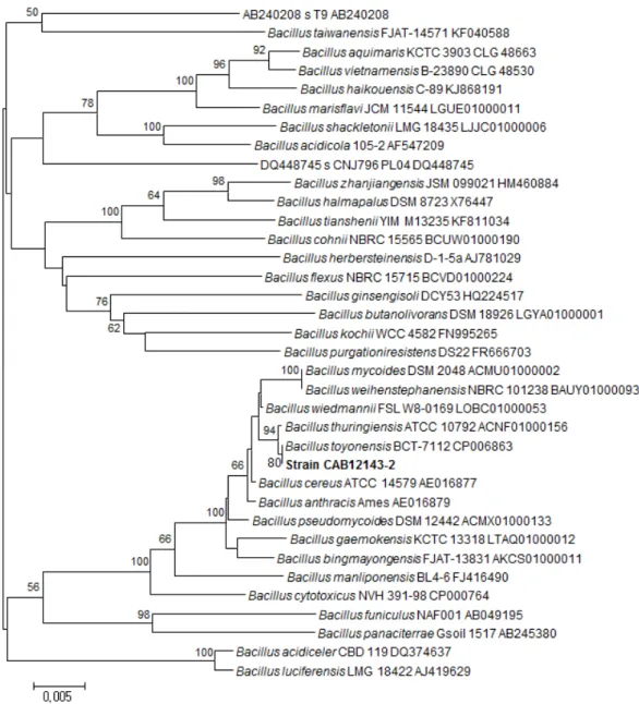 Fig. 2. Phylogenetic tree based on comparison of the 16S rRNA sequence indicating the  position of B