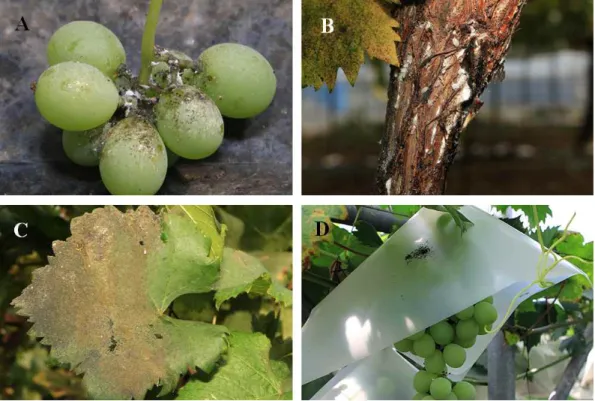 Fig. 5. The grape’s damage symptom of Pseudococcus Comstocki nymphs and female adults