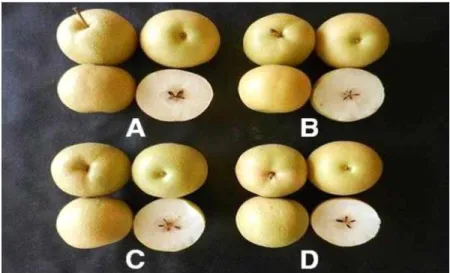 Fig. 4. Appearance of fruit skin in ‘Hwasan’ pear covered by small paper bag at different time.