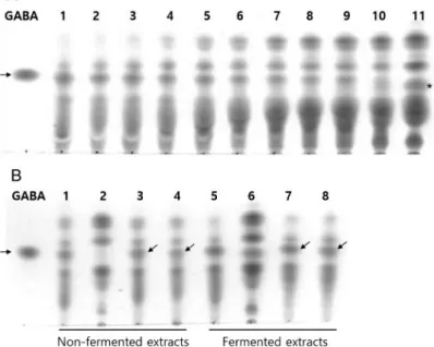 Fig. 1A 의 lane 11에서 asterisk로 표시된 밴드는 옥수수 수염 단독 발효에 의해 나타난 밴드 로서 표준 GABA밴드보다 아래에 위치하므로GABA는 아닐 것으로 판단되나 향 후 분석이  필요할 것으로 사료된다