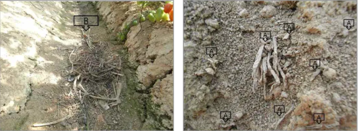 Fig. 5. Soil crack on ridge and furrow in Jisan series soil (left : Soil Surface) and aggre- aggre-gate structure in soil and remaining roots in cultivation crop (right : inner soil).