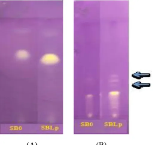 Fig. 2. Antioxidant component developed on a thin layer chromatography plate using elution solvent composed of chloroform/ethyl acetate/formic acid (5:4:1) [A] and  ben-zene/ethanol/ammonium hydroxide (90:10:1) [B]