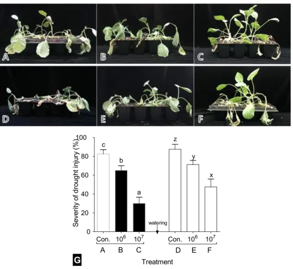 Fig. 3. Drought tolerance test on kale seedlings.