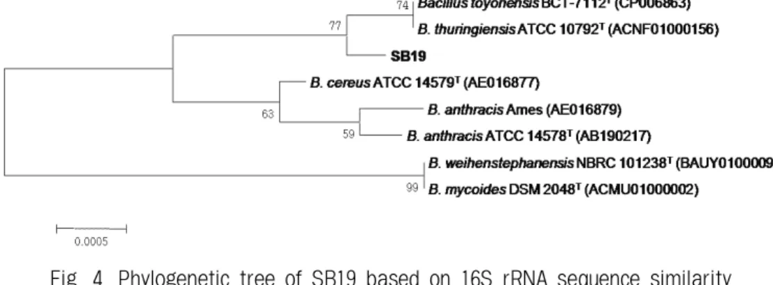 Fig. 4. Phylogenetic tree of SB19 based on 16S rRNA sequence similarity.