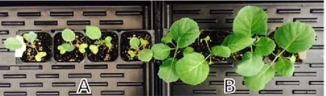 Fig. 1. Effect on growth promotion of kale seedlings by treatment of microorganisms.