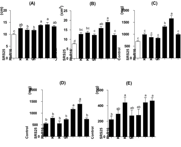 Fig. 2. Plant growth promotion on kale seedlings treated 50 mL of 10 7 cell mL -1 microor- microor-ganisms per kale seedling.