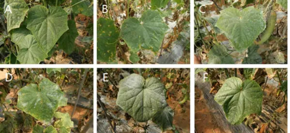 Fig. 1. Symptoms of cucumber downy mildew and the remaining trace of Bordeaux mixtures and loess-sulfur mixture on the sprayed cucumber leaves in the plastic film house.