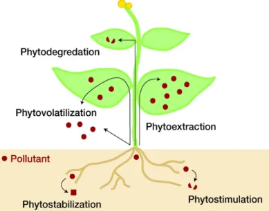 Fig. 1. Schematic picture of individual phytoremediation technology (Pilon-Smits, 2005).