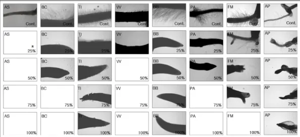Fig. 6. Development of receptor plants root hairs with different concentrations of C. didymus  extracts