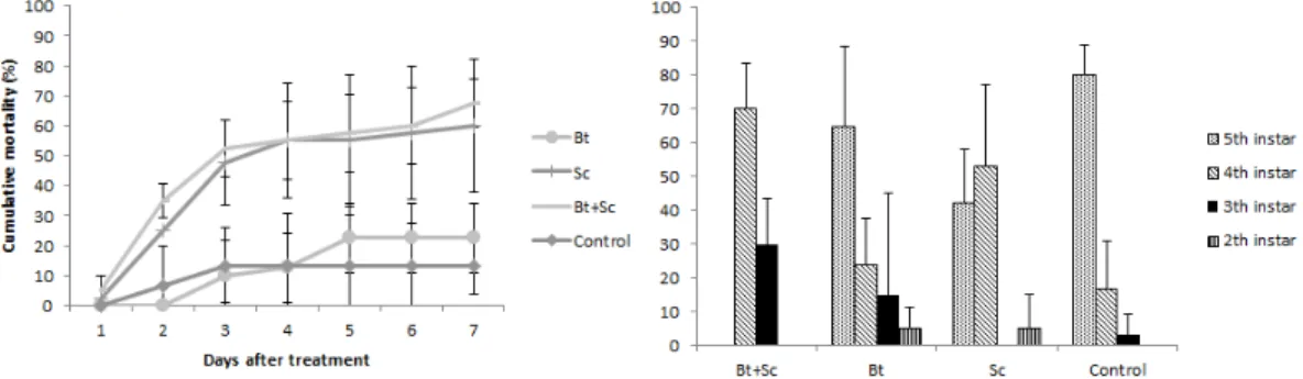 Fig. 4. Cumulative mortality (left) and development stage (right) of Spodoptera exigua by  feeding of Baciulls thuringiensis and Steinemema carpocapsae mixture