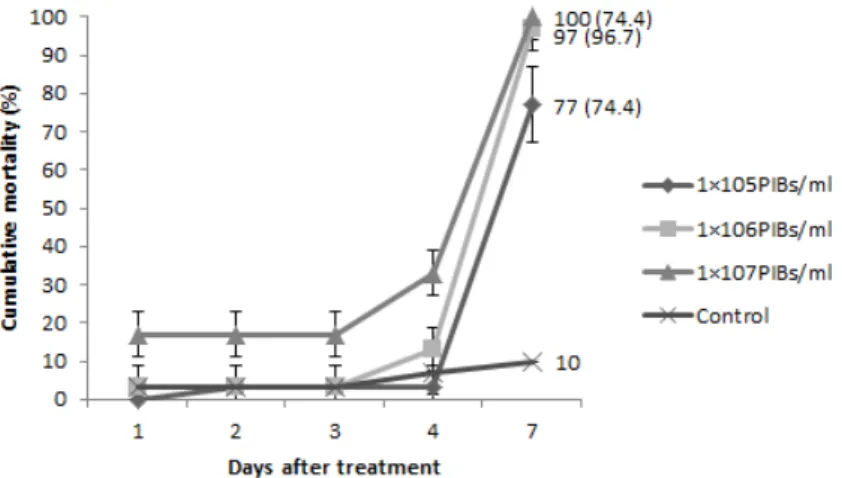 Fig. 5. Cumulative mortality of Spodoptera exigua by feeding of SeNPV at the different  concentration