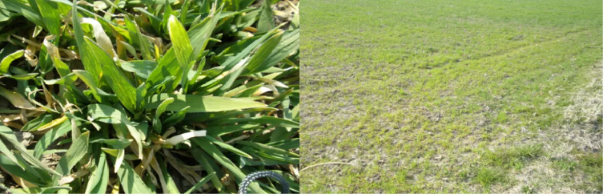 Fig. 1. Various symptoms on barley naturally infected with barley virus.