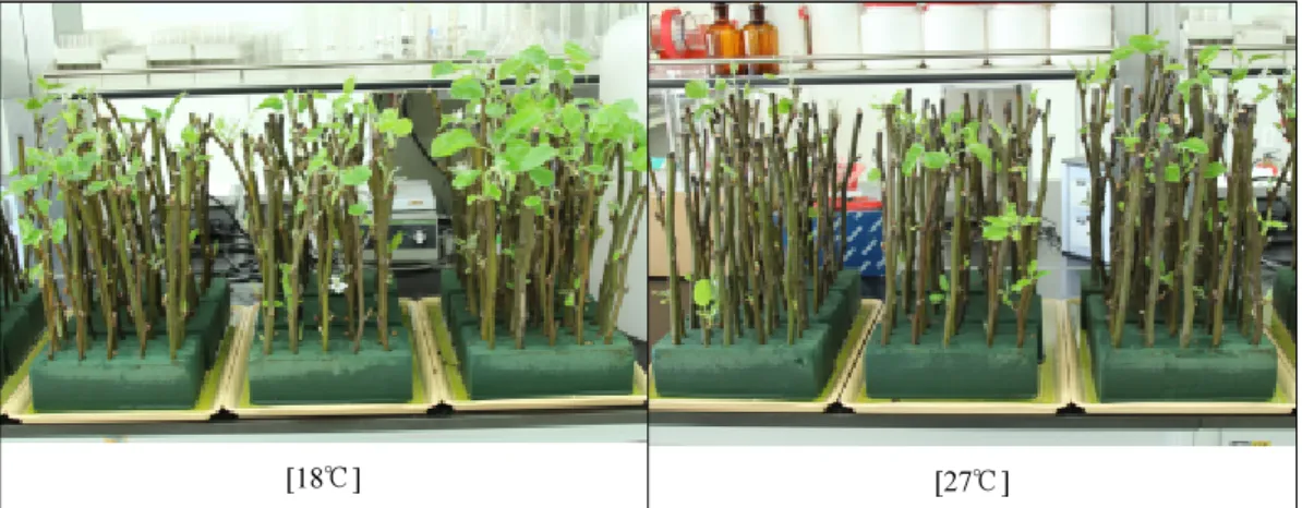 Fig. 1. Germination of stem cuttings in ‘Wonhwang’ pear trees treated with cold tempera- tempera-ture in 2014
