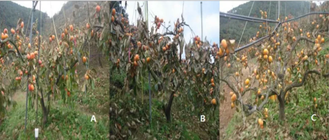 Fig. 2. Photographical illustration of frost damage of sweet persimmon (Diospyros kaki ‘Fuyu’)  fruit and leaves in an orchard with a north facing slope (Changnyeong, Korea)        A: high elevation area, B: middle elevation area, C: low elevation area