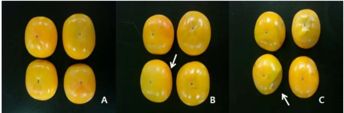 Fig. 3. Frost damage of persimmon (Diospyros kaki ‘Fuyu’) fruit                                          A  :  no  damage,  B  :  moderate  damage(transparent  skin  color),