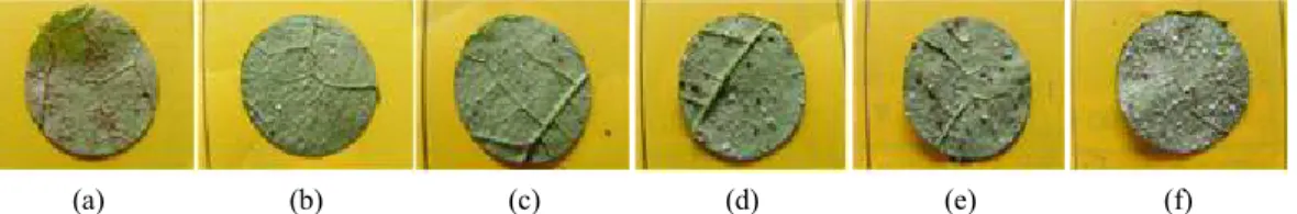 Fig. 1. Eggplant leaf shape according to different Neem products concentration               (A)  100  concentration  (B)  250  concentration  (C)  500  concentration  (D)  1,000  concentration
