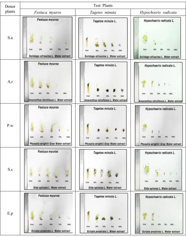 Fig. 2. Growth of test plants in petri dishes with different concentrations of extracts from  donor plants.