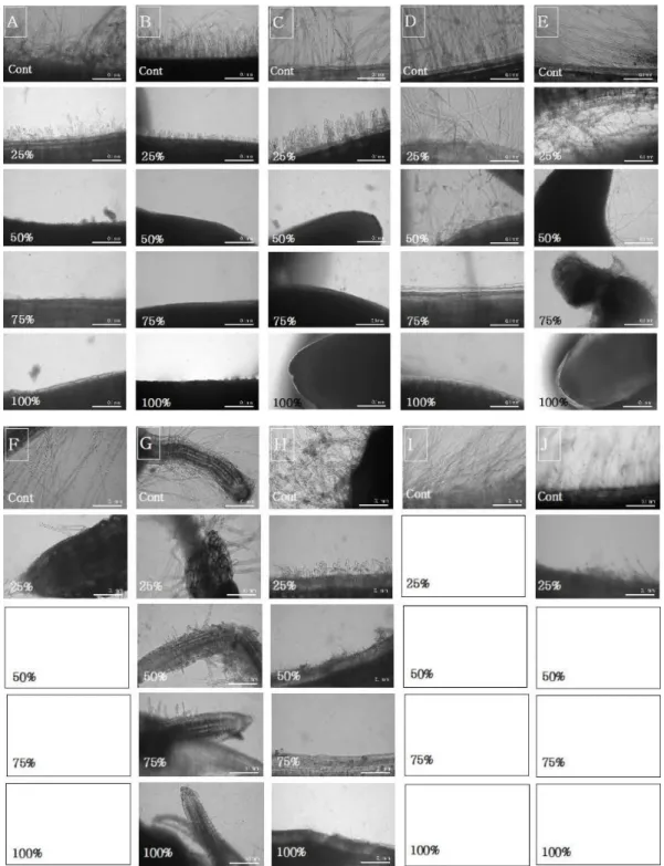 Fig. 4. Development of Trifolium pratense root hairs treated with different concentrations  of aqueous extracts of Hypochoeris radicata