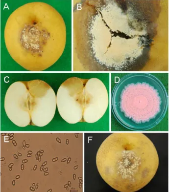 Fig. 1. Symptom of pink mold rot on the surface of a matured Asian pear ( Pyrus serotina Rehder) fruit caused by  Trichothecium roseum 