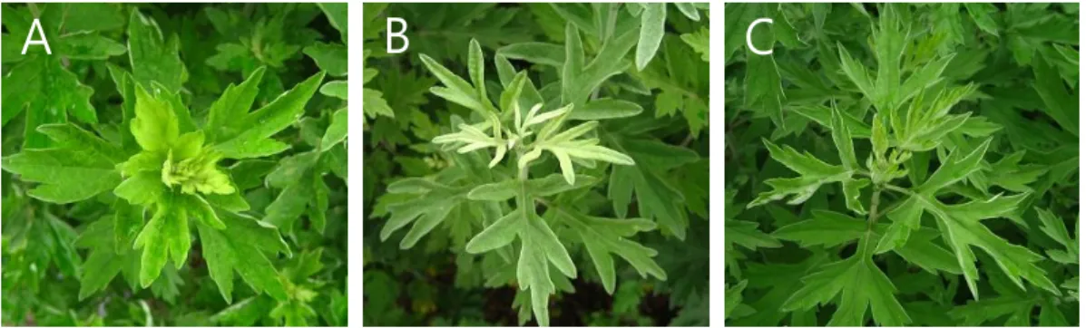 Fig. 1. Comparison of morphological characteristics among the leaves of Artemisia spp.