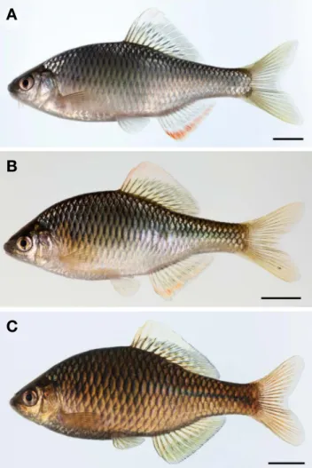 Fig. 1. Comparison of body color among males from Tanakia Lanceo- Lanceo-lata, T. lanceolata×Rhodeus pseudosericeus (intergeneric hybrid) and  R